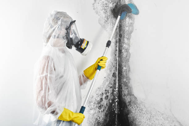 Best Biohazard Mold Removal  in Bemidji, MN
