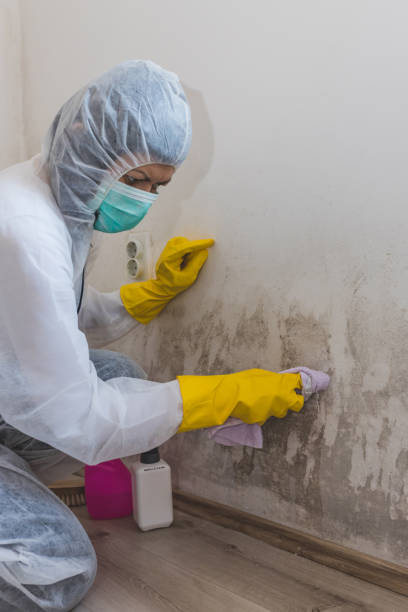 Best Forensic Mold Investigation  in Bemidji, MN