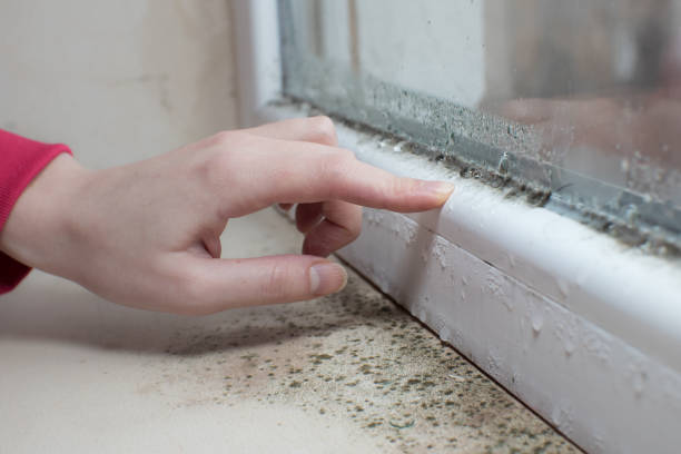 Best Emergency Mold Remediation  in Bemidji, MN