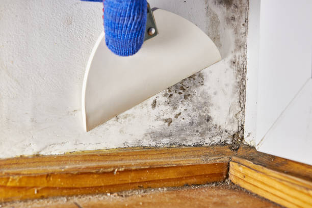 Best Commercial Mold Inspection  in Bemidji, MN